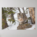 Suche nach katze im schnee poster Fleischfresser