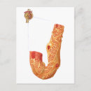 Suche nach physiologie postkarten Anatomie