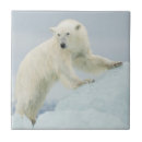 Suche nach eisbären fliesen Tragen