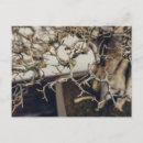 Suche nach bonsai postkarten Chinesisch