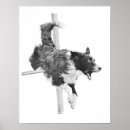 Suche nach agility poster Collie