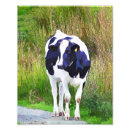 Suche nach kuh foto poster Nutztiere