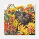 Suche nach yorkie poo magnete Haustiere