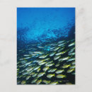 Suche nach große fische postkarten Natur