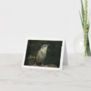 Suche nach zaunkönig karten Vögel