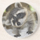 Suche nach waschbär untersetzer Wild lebende tiere