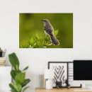 Suche nach spottdrossel poster Wild lebende tiere