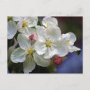 Suche nach rosa apfel postkarten Hübsch