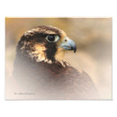 Suche nach wanderfalke poster Tierwelt