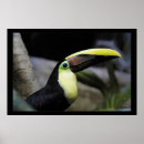 Suche nach toucans poster Bunt