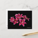 Suche nach lilium postkarten Flora