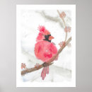 Suche nach kardinäle poster Vogel