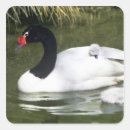 Suche nach schwarzer schwan aufkleber Natur