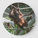 Suche nach zoo wanduhren Orang utan