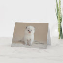 Suche nach ragdolls karten Kätzchen