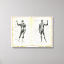 Suche nach vintage anatomie poster leinwandbilder Anatomisch