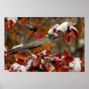 Suche nach amerikanisches rotkehlchen poster Vogelvogel