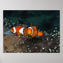 Suche nach duo poster Fotografie