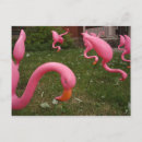 Suche nach rosa flamingos postkarten Vögel