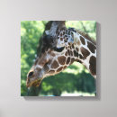 Suche nach giraffen leinwandbilder Wild