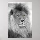 Suche nach weiße löwen poster Afrika