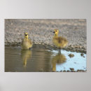 Suche nach pfütze poster Fotografie