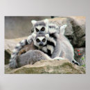 Suche nach lemur poster Wild lebende tiere