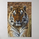 Suche nach panthera poster Tiger