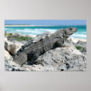 Suche nach leguane poster Reptilien