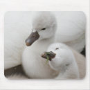 Suche nach stumm mousepads Schwan