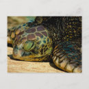 Suche nach honu postkarten Meer