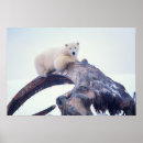Suche nach arctic poster Fauna