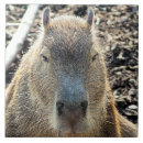 Suche nach nagetiere fliesen Jede person