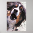 Suche nach für collies poster Jede person