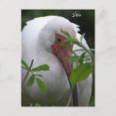 Suche nach ibises postkarten Vögel