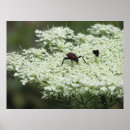 Suche nach insekt poster Botanisch