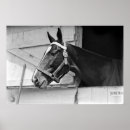 Suche nach vintages pferd poster Fotografie