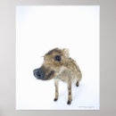 Suche nach tieraugen poster Tierkopf