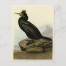 Suche nach doppel postkarten Cormoran