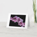 Suche nach lila tulpen karten Blume