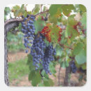 Suche nach weintrauben aufkleber Weinbau