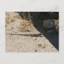 Suche nach lizard postkarten Tiere