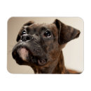Suche nach tierkörperteil Boxer