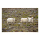 Suche nach schafe poster Feld