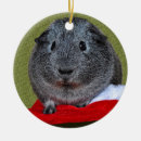 Suche nach guinea pig ornamente Lustig