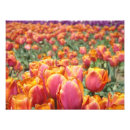 Suche nach tulpe blumen kunst Jede person