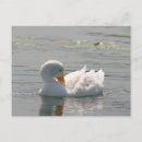 Suche nach enten foto postkarten Vögel