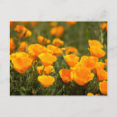 Suche nach robe postkarten Blume