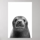 Suche nach seelöwen poster Ozean