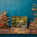 Suche nach wälder fotoplatten Danita begrenzont